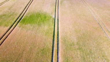 Kuzey Almanya 'da bulunan buğday tarlasına bakın..