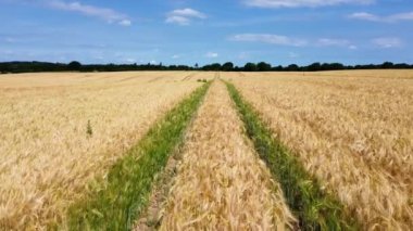Kuzey Almanya 'da bulunan buğday tarlasına bakın..