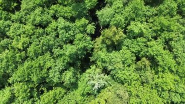 Kuzey Almanya 'da yeşil ağaçları olan karışık bir ormanın insansız hava aracı görüntüsü.
