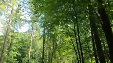 Ağaçların arasından geçen bir arabanın alçak açılı görüntüsü..