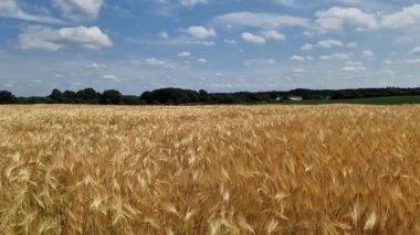 Almanya 'nın kuzeyindeki buğday tarlasına bakın..