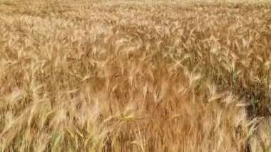 Almanya 'nın kuzeyindeki buğday tarlasına bakın..