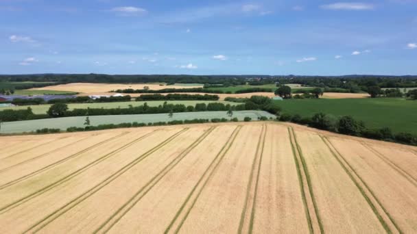 Pohled Pšeničné Pole Pěkného Počasí Nalezené Severním Německu — Stock video