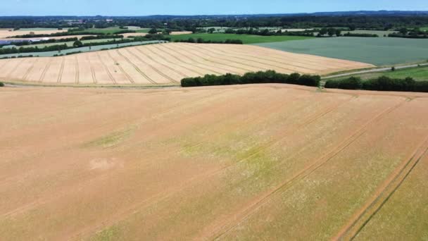 Pohled Pšeničné Pole Pěkného Počasí Nalezené Severním Německu — Stock video
