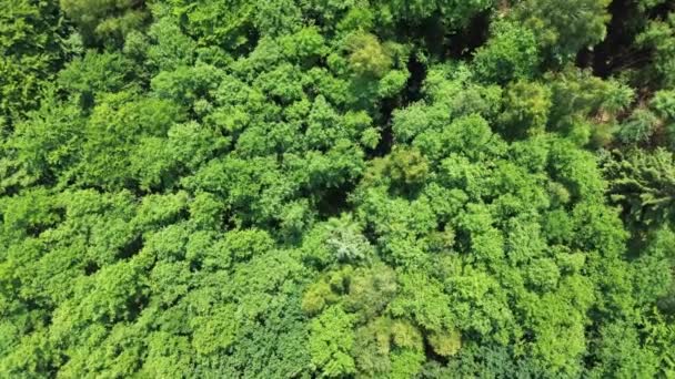 北ドイツに緑の木々が混在する森林のドローンビュー — ストック動画