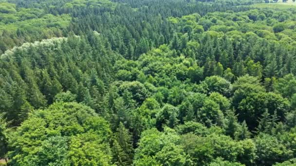 북부의 나무들이 뒤섞여 드론으로 — 비디오