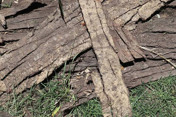 Dřevěné Povrchy Zobrazující Prkna Klády Dřevěné Stěny Vysokém Rozlišení — Stock fotografie