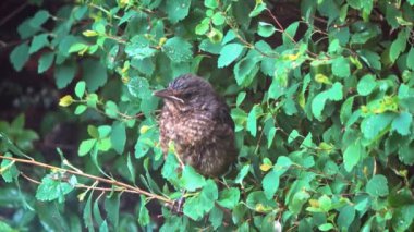 Sevimli bir karatavuk çitte oturur şarkı söyler ve kendini güzelleştirir..
