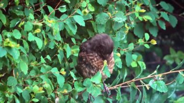 Sevimli bir karatavuk çitte oturur şarkı söyler ve kendini güzelleştirir..