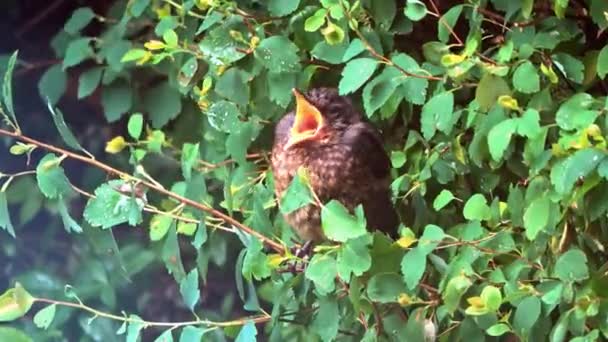 かわいい黒鳥の雛がヘッジ歌に座って自分自身を初演 — ストック動画