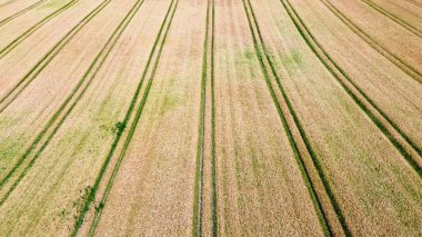 Kuzey Almanya 'da bulunan buğday tarlasına bakın.