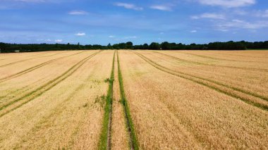 Kuzey Almanya 'da bulunan buğday tarlasına bakın.