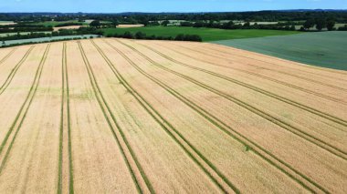 Kuzey Almanya 'da bulunan buğday tarlasına bakın.