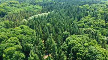 Kuzey Almanya 'da yeşil ağaçları olan karışık bir ormanın insansız hava aracı görüntüsü