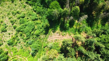 Kuzey Almanya 'da yeşil ağaçları olan karışık bir ormanın insansız hava aracı görüntüsü