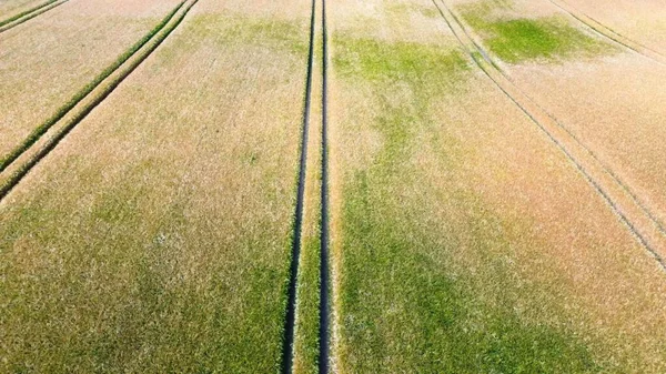 Blick Über Ein Weizenfeld Bei Gutem Wetter Norddeutschland — Stockfoto
