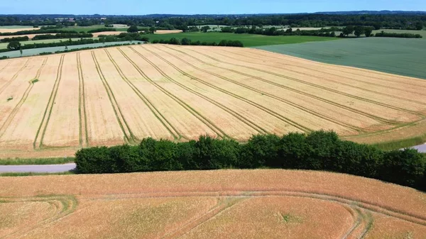 北ドイツの天気の良い日に小麦畑を見下ろす — ストック写真