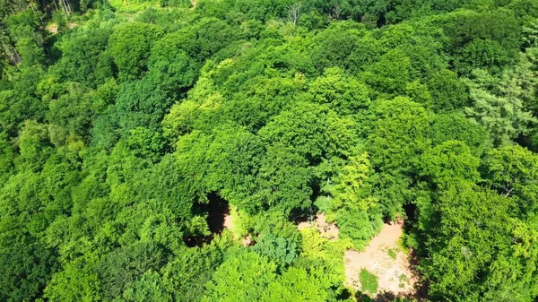 Drohnenblick Auf Einen Mischwald Mit Grünen Bäumen Norddeutschland — Stockfoto