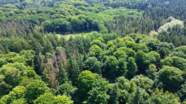 stock image Drone view of a mixed forest with green trees in northern Germany