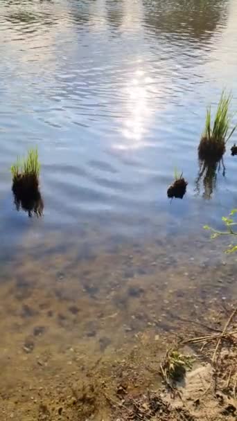 湖中美丽的风景 水面倒映着反光 — 图库视频影像