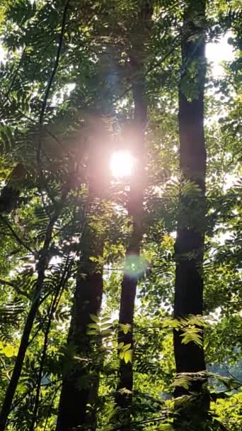 Rays Sunlight Fall Green Trees Beautiful Light — Vídeos de Stock