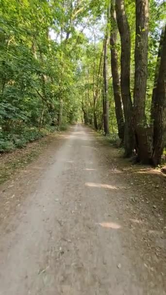 ドイツの小さな緑の森を歩く — ストック動画