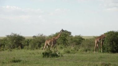 Masai Mara Afrika 'nın vahşi doğasında güzel bir zürafa..