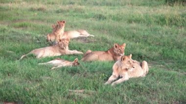 Impressive wild lions in the wilds of Africa in Masai Mara.
