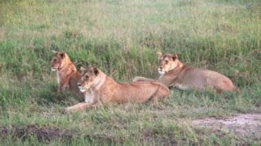 Impressive wild lions in the wilds of Africa in Masai Mara.
