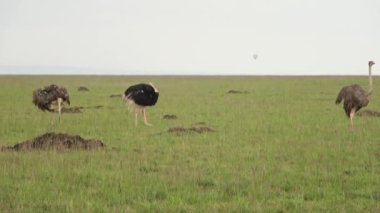 Wild bird ostrich in the savannah of Africa.