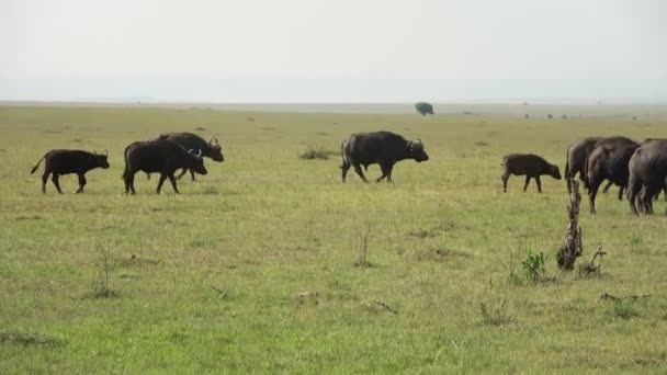 Afrika Daki Masai Mara Ormanlarında Bir Bufalo Sürüsü — Stok video