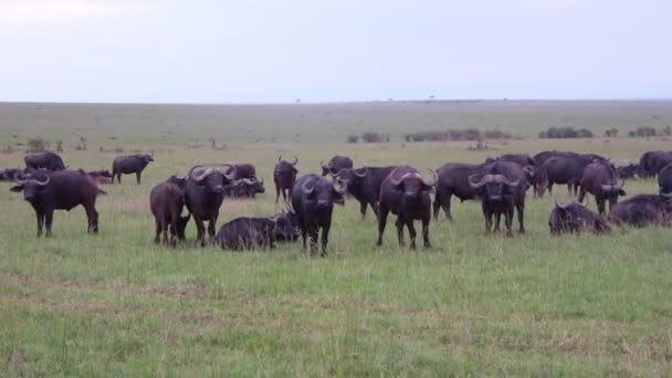 Una Manada Búfalos Naturaleza Del Masai Mara África — Vídeos de Stock
