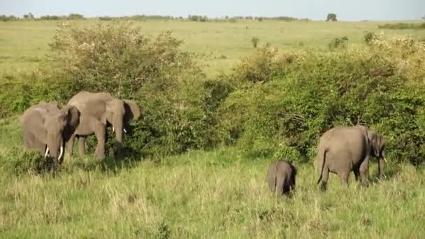 Wild Elephants Bushveld Africa Sunny Day — Wideo stockowe