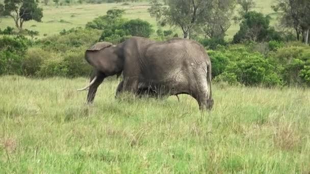 Wild Elephants Bushveld Africa Sunny Day — Video