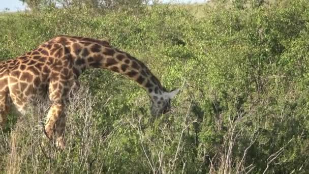 Beautiful Giraffe Wild Nature Masai Mara Africa — Stock Video