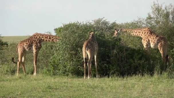 Hermosa Jirafa Naturaleza Salvaje Masai Mara África — Vídeo de stock