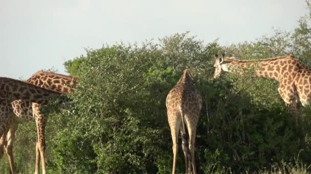 Bella Giraffa Nella Natura Selvaggia Masai Mara Africa — Video Stock