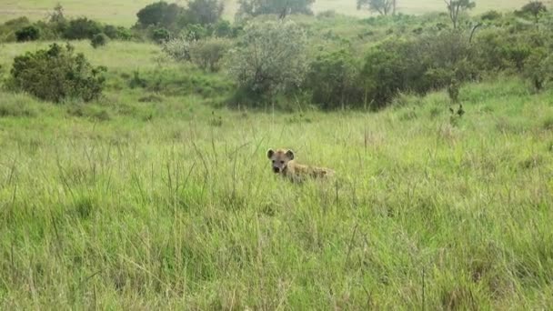 Wild Hyenas Savannah Africa — Stockvideo