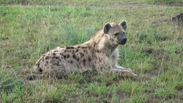 Wild Hyenas Savannah Africa — Stok Video