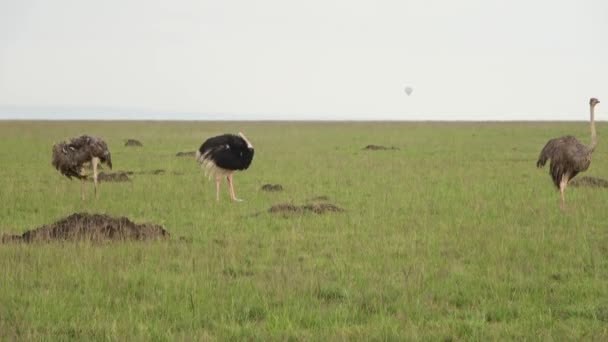 Wild Bird Ostrich Savannah Africa — Stockvideo