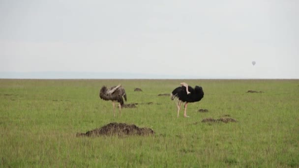 Wild Bird Ostrich Savannah Africa — 비디오