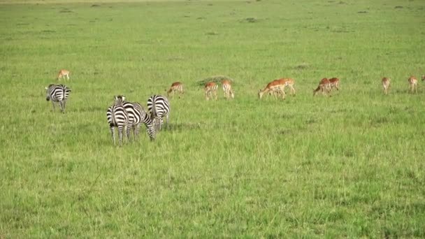 Wild Zebras Savannah Africa — стоковое видео