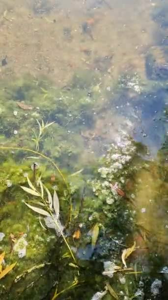 Sok Virágzó Alga Egy Víztest Felszínén — Stock videók