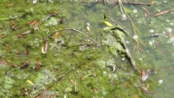 Muchas Algas Florecientes Superficie Cuerpo Agua — Vídeos de Stock