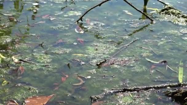 Muitas Algas Florescendo Superfície Corpo Água — Vídeo de Stock