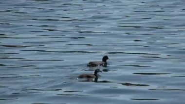 Gölün yüzeyinde bir çift su kuşu..