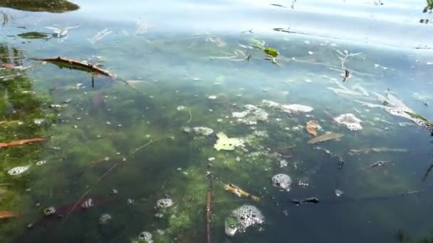 Muitas Algas Florescendo Superfície Corpo Água — Vídeo de Stock