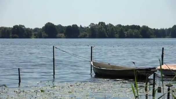 Petits Bateaux Rames Sur Lac Idyllique Soleil — Video