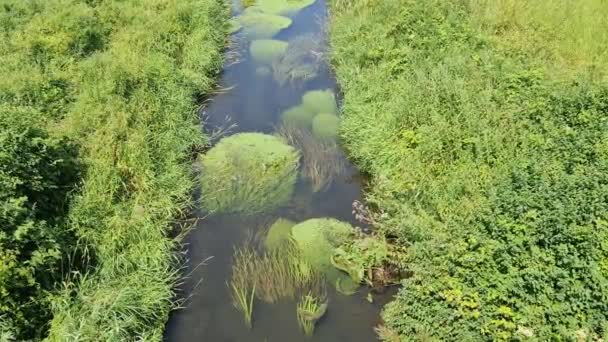 一条在田园诗般的绿地中的小河 — 图库视频影像