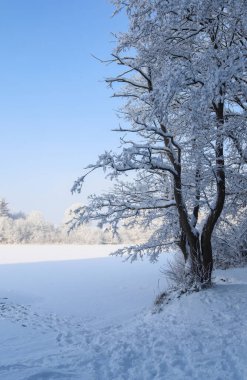Kar ve ağaçlarla dolu güzel beyaz bir kış manzarası